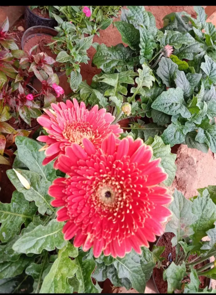 Gerbera plant
